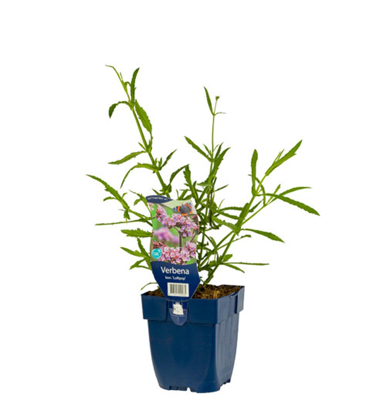 Verbena bon. 'Lollipop' - P11